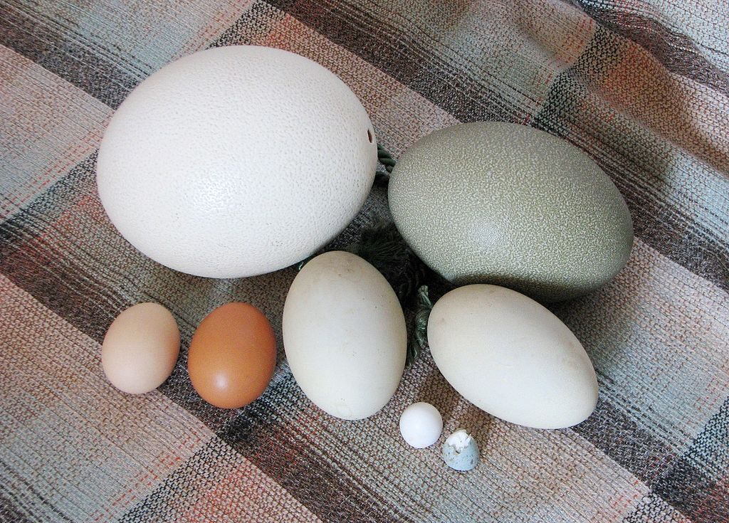 Eggs