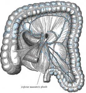 Inferior Mesenteric Glands