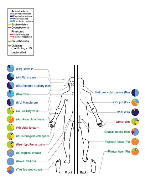 Inferior Mesenteric Glands